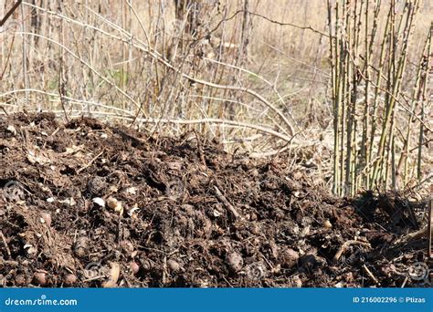 Pile of Compost from Organic Waste in the Garden. Recycling Kitchen ...