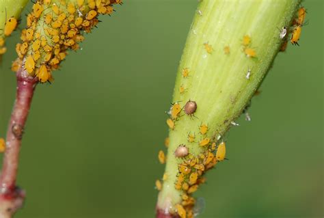 Urban Wildlife Guide: Milkweed World
