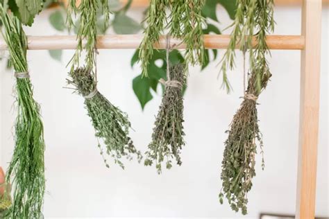 An easy guide to drying your own herbs at home – Food &amp; Home Magazine