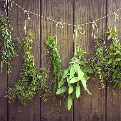 Drying Herbs By Hanging at Joel Morton blog