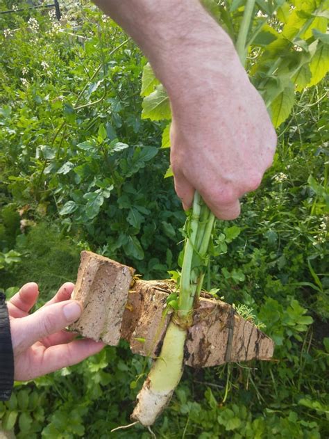 For those working heavy clay/compacted soil : r/Permaculture