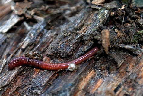 [100+] Worm Pictures | Wallpapers.com
