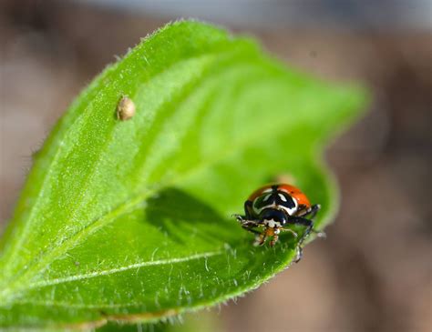 Success! I found my first ladybug eating aphids today! : gardening