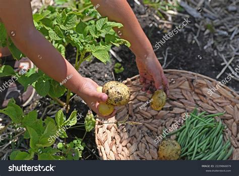 Child Harvesting Vegetable Garden Stock Photo 2229866879 | Shutterstock