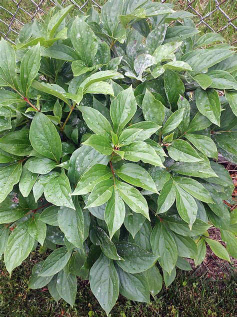 Controlling Powdery Mildew with Neem Oil