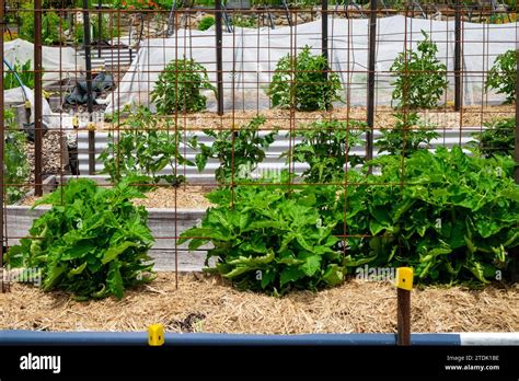 Tomato plants in raised beds, supported by reinforcing steel grids ...