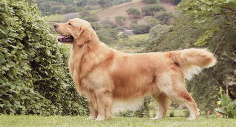 Golden Retriever Breed Guide - Pros and Cons of Golden Retrievers