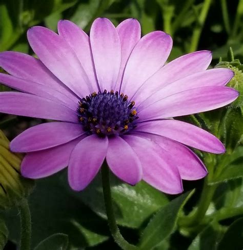 Seed Starting Secrets: Tips You Didn’t Know You Needed for a Thriving ...