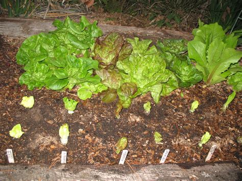 Harvesting for Holiday Meals - Gardening In LA