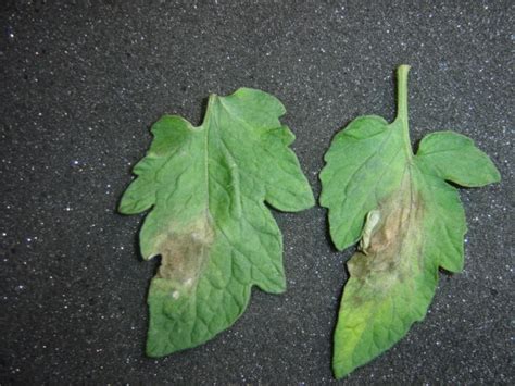 How can I distinguish between early blight and late blight on tomato ...