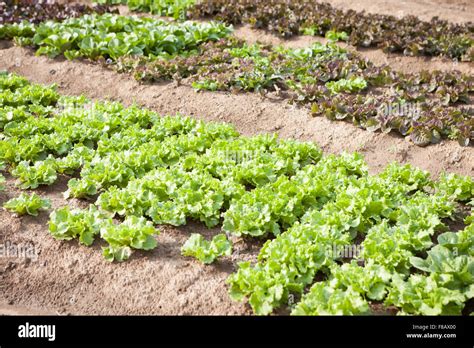 Organic vegetable garden Stock Photo - Alamy