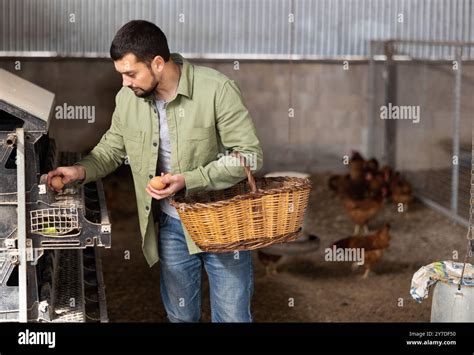 Young bearded farmer collecting eggs in chicken coop Stock Photo - Alamy