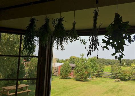 Drying garden herbs for winter storage naturally?