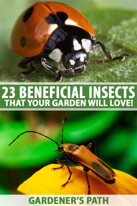 Beneficial Insects Poster