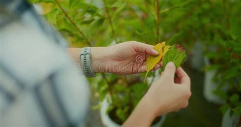 Female Gardener Examines Plant Diseases on Plantation Stock Footage ...