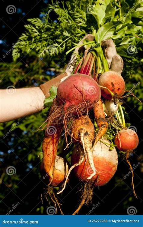 Abundant Harvest stock photo. Image of vegetarian, growing - 25279958