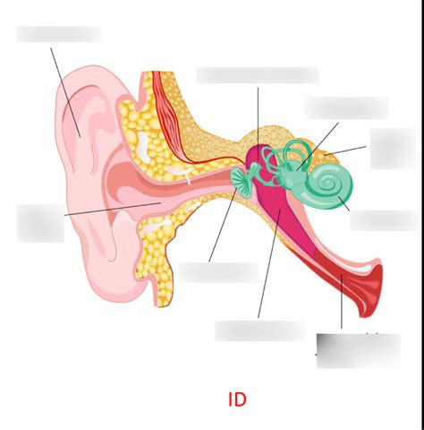 The Inner Ear (Labyrinth) Diagram | Quizlet