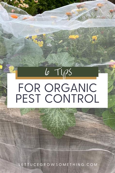 Best organic pest control for a large homestead garden?