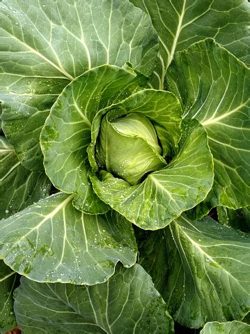 Cabbage After The Rain Stock Photo - Download Image Now - Agricultural ...