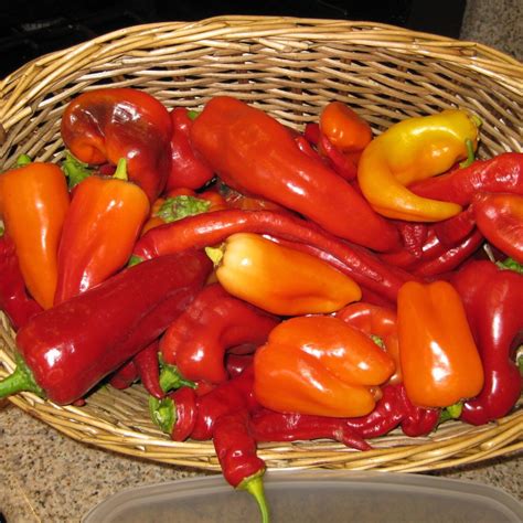 Garden Basics with Farmer Fred - 264 The Top Homegrown Vegetables Pt 2