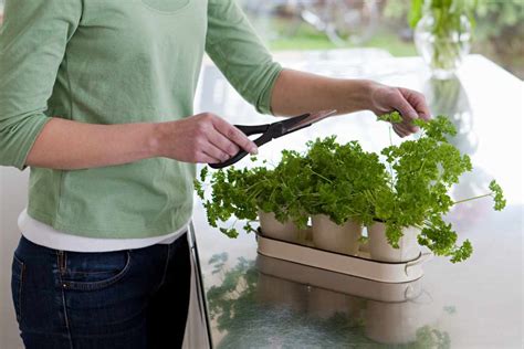 Best way to adjust recipes using fresh garden herbs instead of dried?