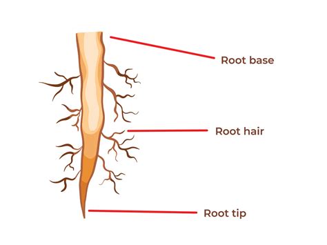 Root Hairs