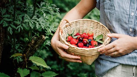 How to Forage for Wild Berries