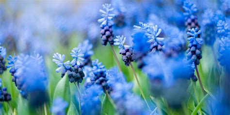 20 Blue Flowers for Gardens - Perennials & Annuals With Blue Blossoms