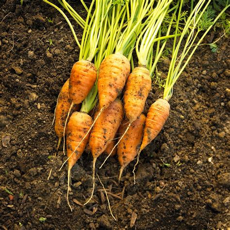 How and When to Harvest Carrots for the Biggest and Tastiest Crop
