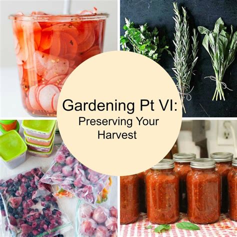 Gardening Pt VI: Preserving Your Harvest