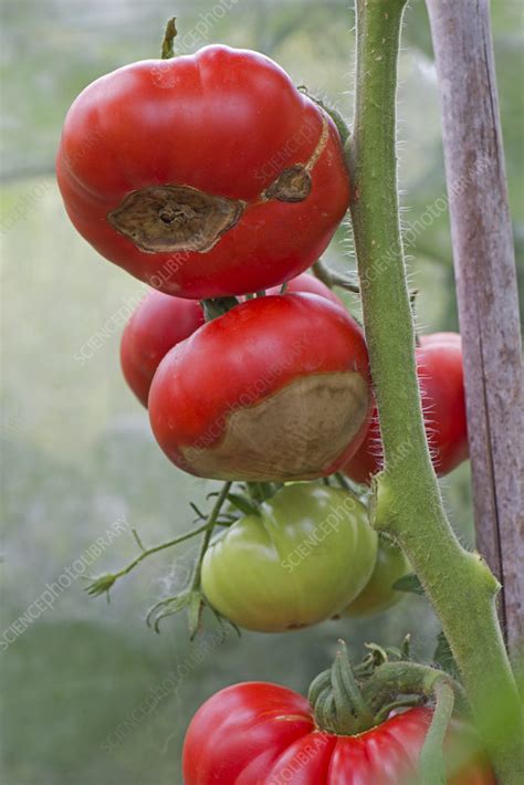 Blossom end rot of tomato - Stock Image - C043/9125 - Science Photo Library