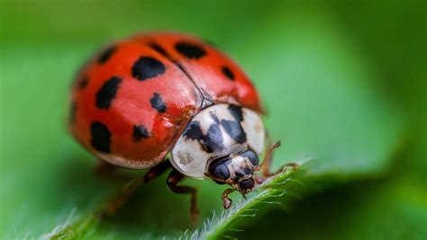 Ladybug