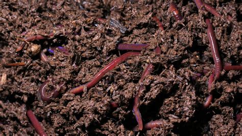 A Beginner's Guide to Soil Amendments For a Healthy Garden