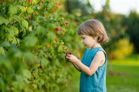 Cute Little Boy Picking Fresh Berries on Organic Raspberry Farm on Warm ...