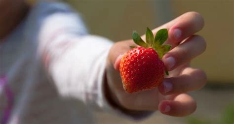 Fast and Frugal Snacks from Your Garden: A Guide to Backyard Snacking