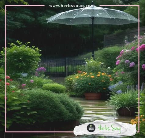 Herbs for Gardening in Winter - HERBS SOUQ