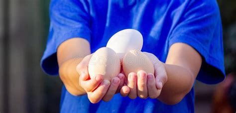 Farm Boy Collecting Fresh Eggs Stock Photo - Image of happiness ...