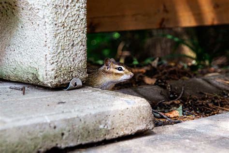 Natural ways to deter deer from vegetable garden?