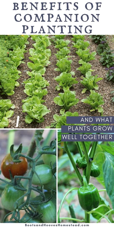 Benefits of Companion Planting | Companion planting, Plants, Growing ...