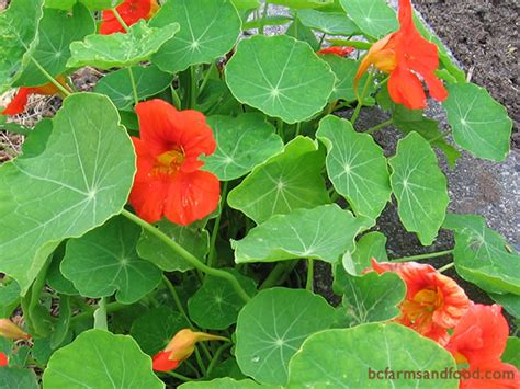 Plants That Attract Beneficial Insects - BC Farms & Food