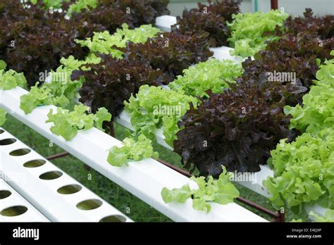 Organic Vegetable Garden Stock Photo - Alamy