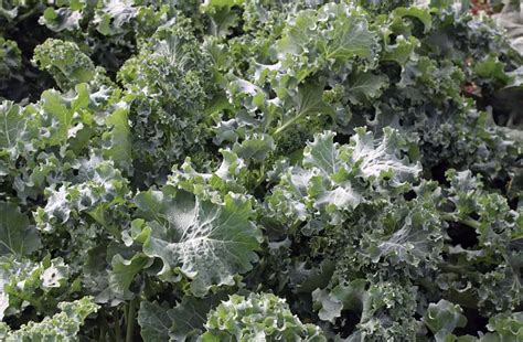 Siberian Dwarf Kale - Very Winter Hardy - 3.5
