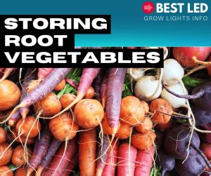 How to Store Root Vegetables Properly - Best LED Grow Lights Info