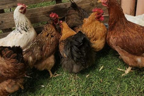 Hens for sale Chickens Livestock for sale in Gauteng | R 100 on Agrimag