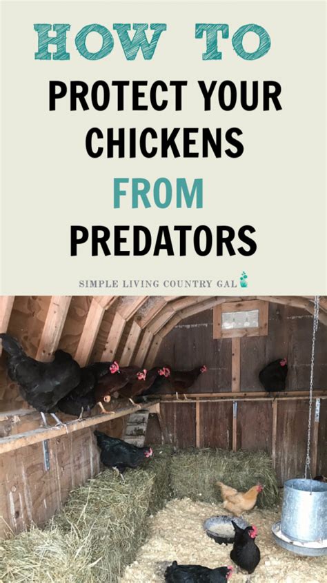 What are effective DIY predator deterrents for backyard chickens?