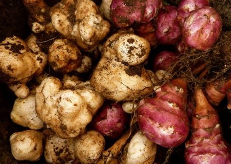 DIY: Extend the Shelf Life of Root Vegetables by Storing Them in Sand