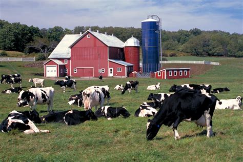 Small Organic Dairy Farmers Say the Rules are Stacked Against Them. One ...