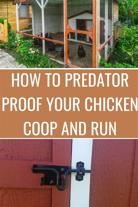 How To Predator Proof The Chicken Coop And Run