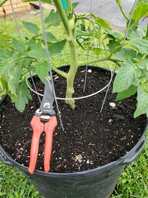 Tomato Pruning Tips | Gardening in the Panhandle