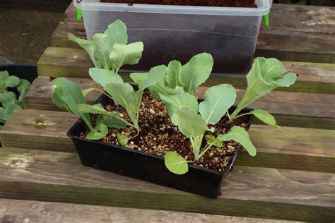 Sowing Vegetable Seeds - Grow To Eat : The Gardener